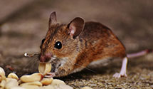 24 Hour & Emergency Exterminators in New Kensington, PA